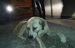 İslahiye’de köpeğe işkence iddiası