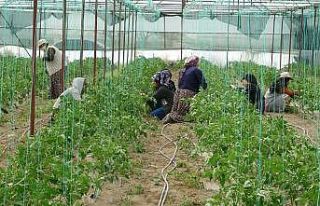 Isparta’nın Deregümü köyünde 1 milyon 200 bin...
