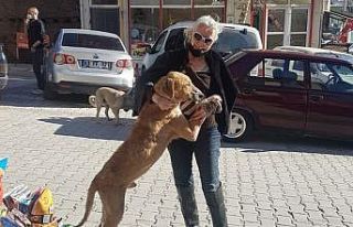 İstanbul’da tedavi götürülen hasta sokak köpeği...