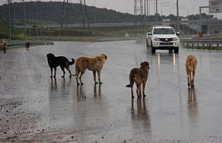 İstanbul’un köpekleri buraya bırakılıyor