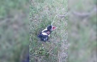 İtfaiye yuvadan düşen saksağan yavrusu için seferber...