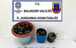 İvrindi’de kenevir ve uyuşturucu operasyonu