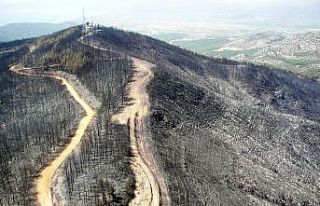İzmir ve Manisa’da küle dönen ormanlık alanlar...