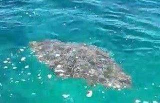 İzmir’de ağlara takılı bulunan dev vatoz kurtarıldı
