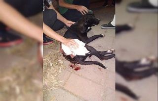 İzmir’de magandalar dehşet saçtı: Tabancadan...