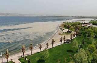 İzmit Körfezi’nde deniz salyası istilası artarak...