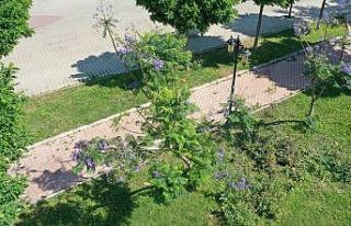 Jakaranda ağaçları Didim’e güzellik kattı