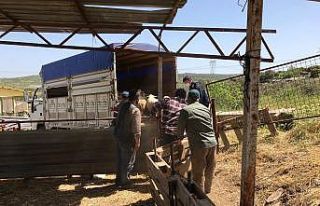 Jandarma hayvan hırsızlarını didik didik edip...