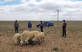 Jandarma kayıp koyunları drone ile buldu