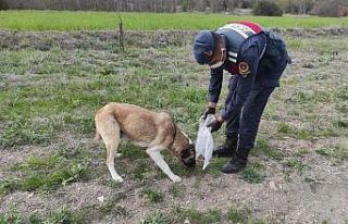 Jandarma sokak köpeklerine sahip çıkıyor