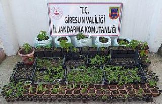 Jandarma ve Emniyetten uyuşturucu operasyonu