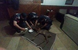 Jandarma, yaralı karacayı süt içirerek hayatta...