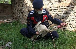 Jandarma, yaralı leyleği kurtardı