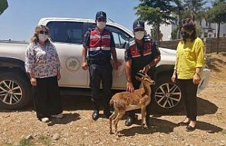 Jandarmadan dağ keçisine yardım eli