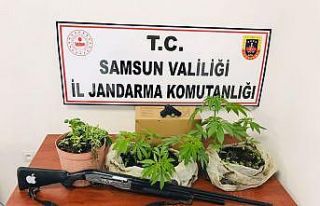 Jandarmadan ‘kenevir’ baskını