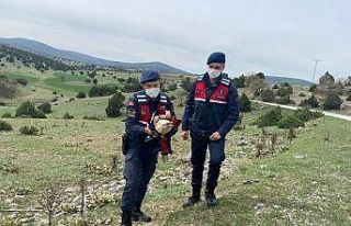 Jandarmanın bulduğu yaralı kızıl şahin tedavi...