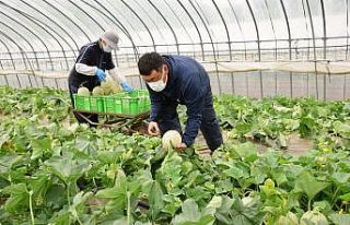 Japonya’daki kavun açık artırmasında dudak uçuklatan...