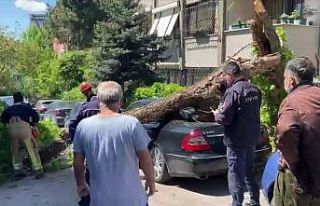 Kadıköy’de otomobillerin üzerine ağaç devrildi