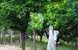Kahramanmaraş’ta ağaçlar zararlılardan korunuyor