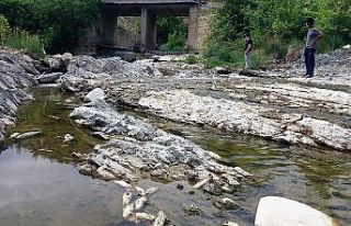 Kahramanmaraş’ta toplu balık ölümleri