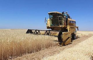 Kahta’da hububat hasadı başladı