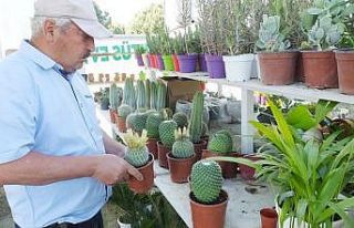 Kaktüsler ilgi görünce Kaktüs Evi kuruldu