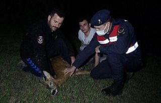 Kalbi duran yaralı karacaya suni teneffüs ve kalp...