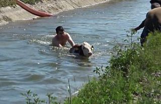 Kanala düşen buzağı ve anne inek itfaiye ekiplerince...