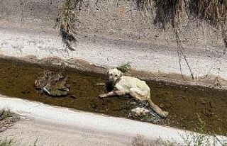 Kanala düşen yaralı köpek itfaiye ekiplerince...