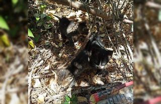 Kanalizasyon borusuna sıkışan kediler kurtarıldı