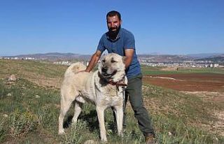 Kangal köpeği yetiştiricisi:"‘Ben üreticiyim’...
