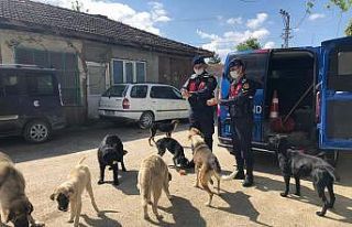 Kapanma da aç kalan sokak hayvanlarını jandarma...