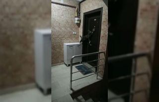 Kapının tokmağını çalan kedi gülümsetiyor