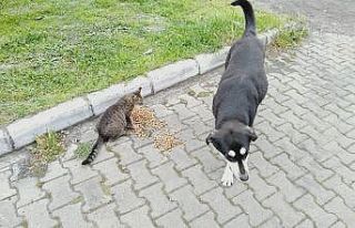 Kaplumbağaya jandarma şefkati