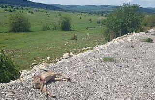 Karabük’te aracın çarptığı karaca telef oldu