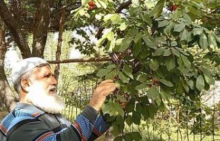 Karadeniz’in ilk kiraz hasadı Artvin’de yapıldı