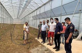 Karaisalı’da muz üretimi artıyor