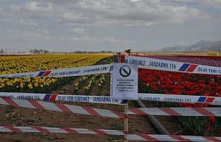 Karaman’da lale tarlasında korona virüs sessizliği