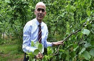 Karan: “Fındıkta rekolte yüksek diye düşük...