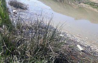 Karasu’da binlerce balık telef oldu