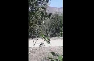Karganın yılan avı kameraya yansıdı