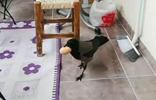 Karganın yumurta hırsızlığı