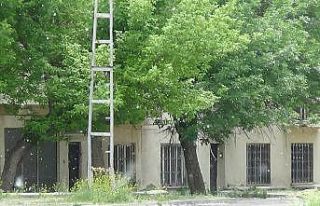Kars’ta polenli ağaçlar vatandaşları canından...