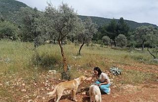 Kaş’ta tam kapanmada sokak hayvanlarına mama desteği