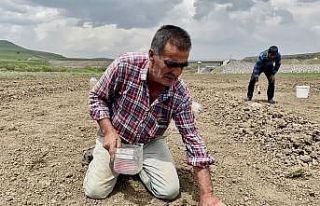 Kavurucu sıcaklara rağmen ekmeği topraktan çıkartıyorlar