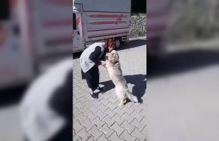 Kaybolan köpeğin sahibiyle buluşma anları duygulandırdı