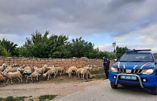 Kaybolan koyunları jandarma ekipleri buldu