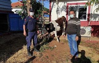 Kaybolan kurbanlık hayvan jandarma ekiplerince bulundu