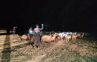 Kayıp koyunları jandarma buldu
