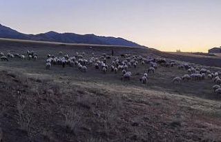 Kayıp sürü, jandarma tarafından drone ile bulundu